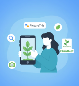 Descubra a planta perfeita